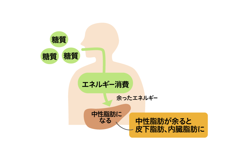 中性脂肪とは