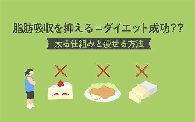 医師監修】脂肪吸収を抑えるとダイエットは成功する？太るしくみと