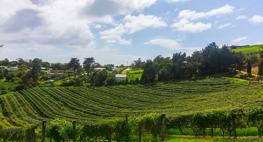 Otago's Wine Country - new zealand