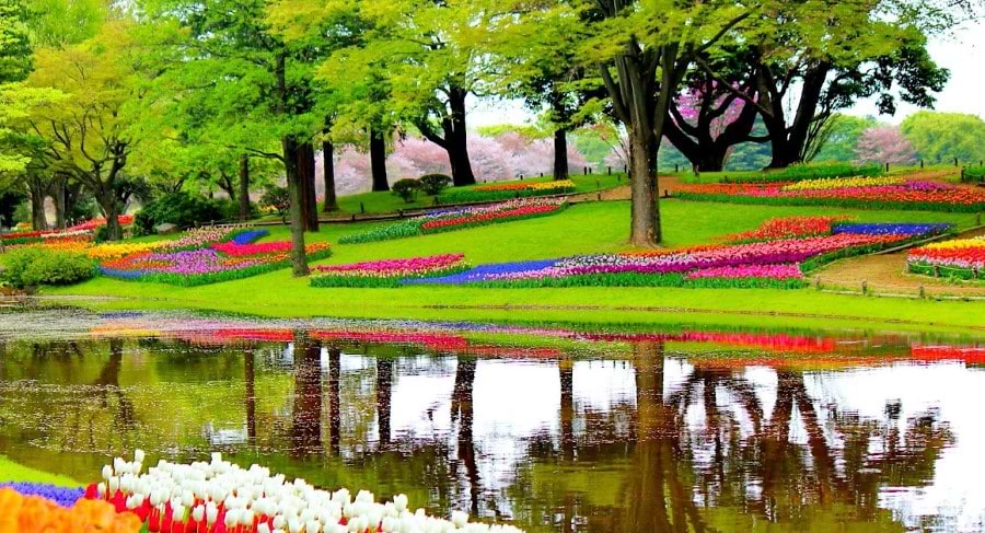 Netherlands garden in spring