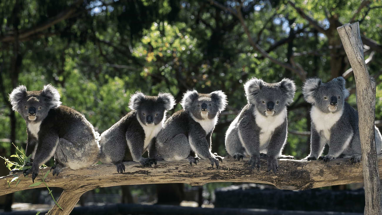Koala bears on a branch in Australia