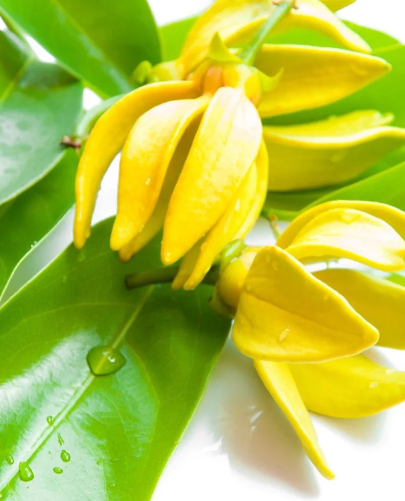 L'ylang-ylang, une huile essentielle aux multiples vertus