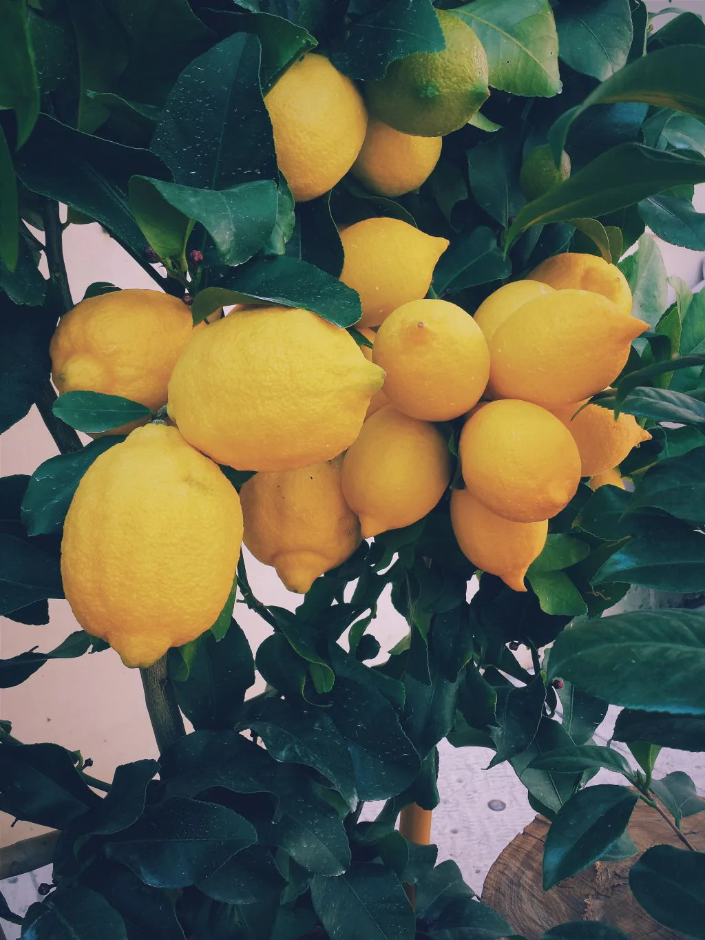 L’huile essentielle de Citron, un remède millénaire