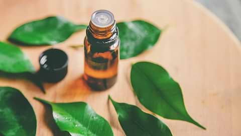 L’huile essentielle de tea tree, la préférée des adolescents