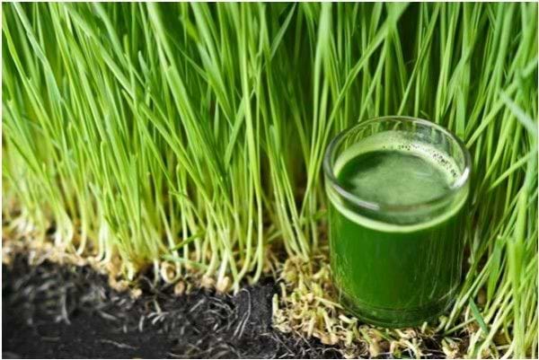 Wheat grass... can we eat it?