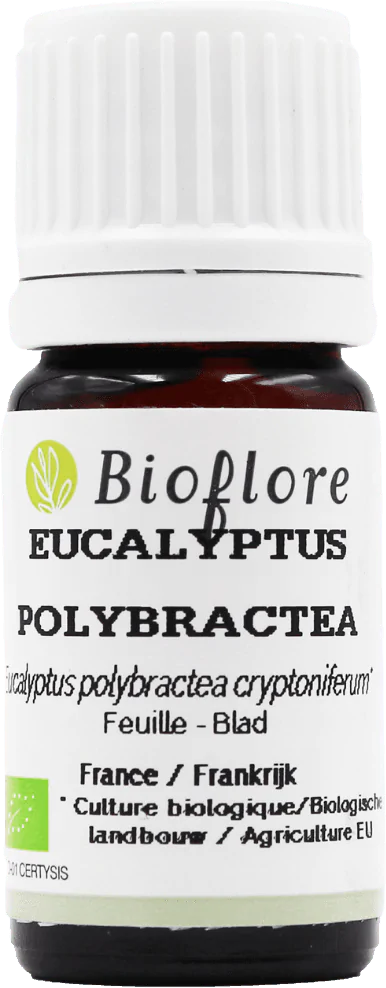 Eucalyptus with Multiple Bractees Essential Oil