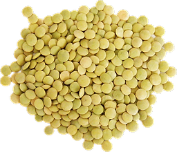 Green Lentils in bulk