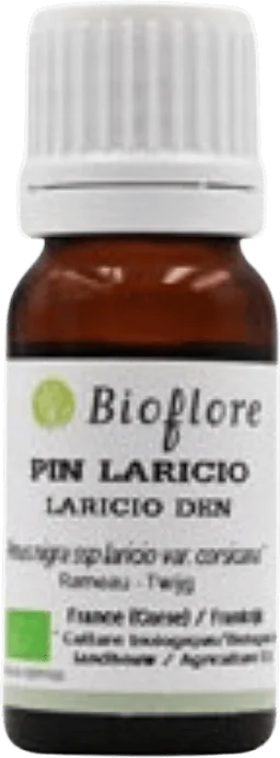 Laricio pine Essentiel Oil
