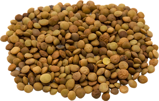 Brown Lentils in bulk
