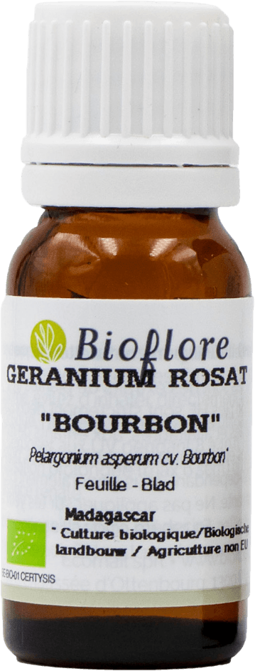Géranium rosat cv bourbon