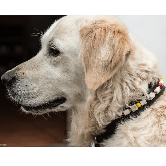 Ceramic Anti-tick Coloured Necklace X/L Dog