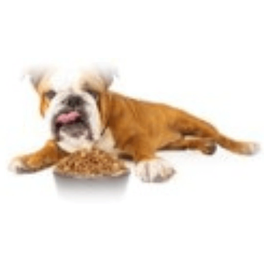 Dry Pet Food Dog Medium And Large Breed Organic