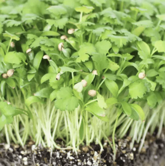 Sprouting Coriander Organic
