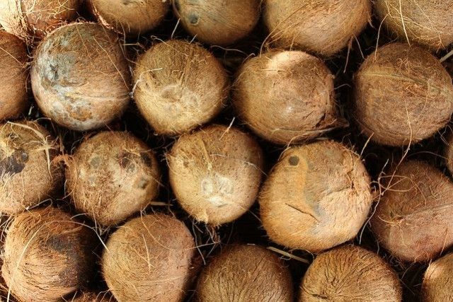 La noix de coco vous révèle ses secrets et bienfaits