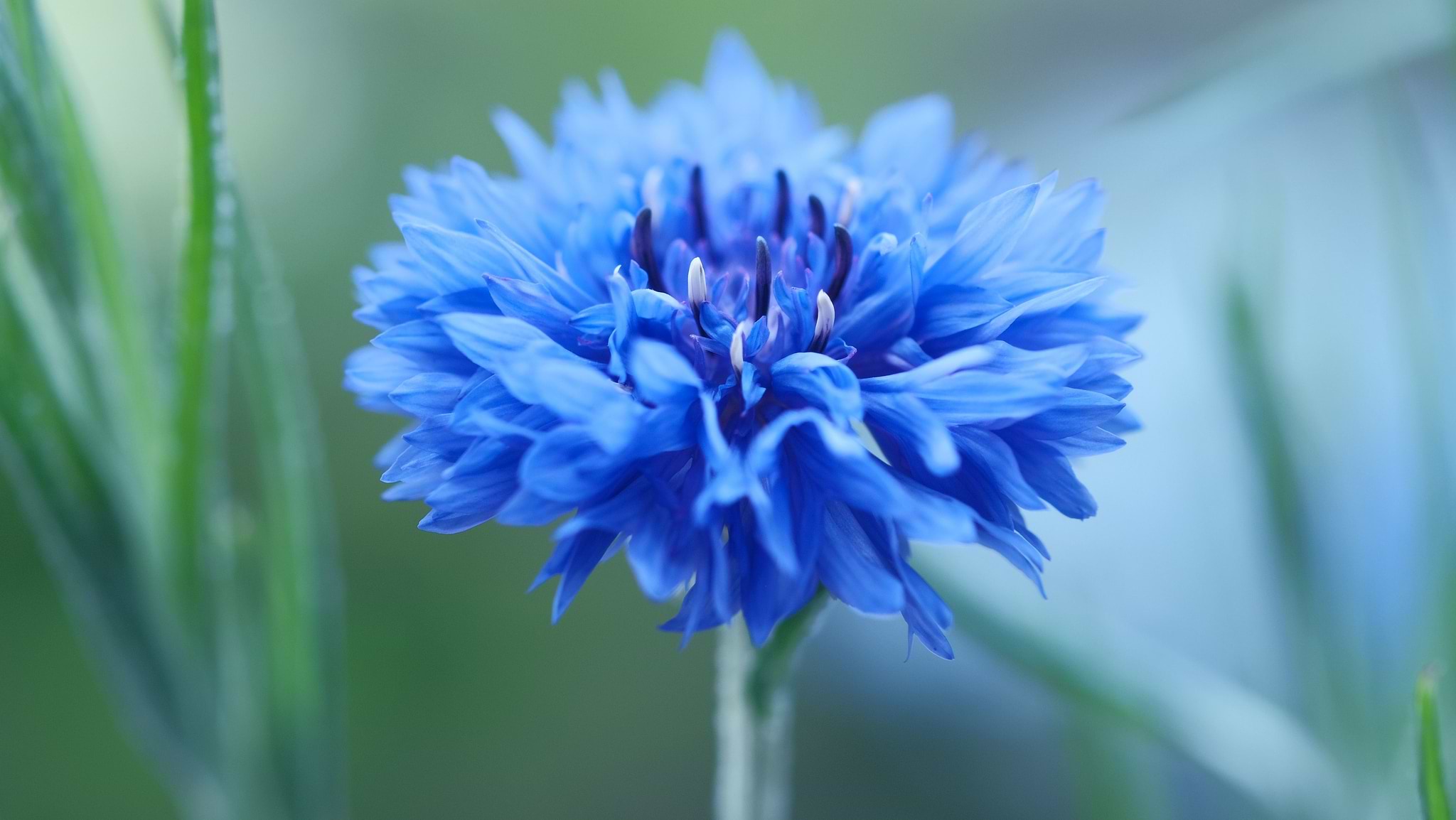L'eau florale de bleuet : le must have pour votre peau