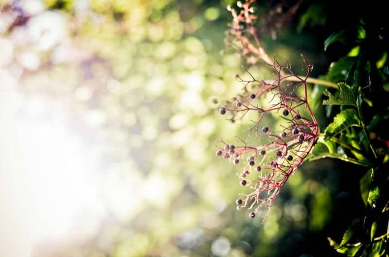 Le sureau noir, un arbuste riche en bienfaits