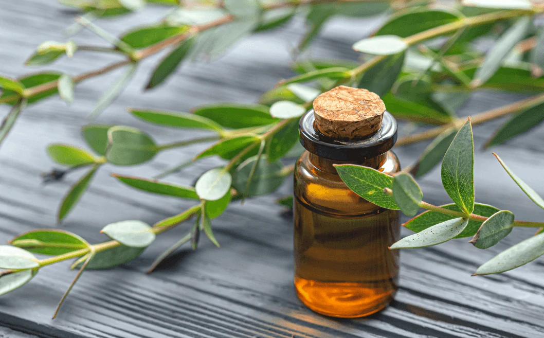 Tout ce qu'il faut savoir sur l'huile essentielle de tea tree