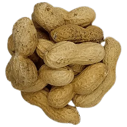 Roasted Peanuts in Shell in Bulk Organic