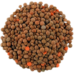 Brown Lentils in bulk Organic