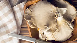Eclo, de Belgische zero waste paddenstoelen gemaakt van onverkocht brood en bier.