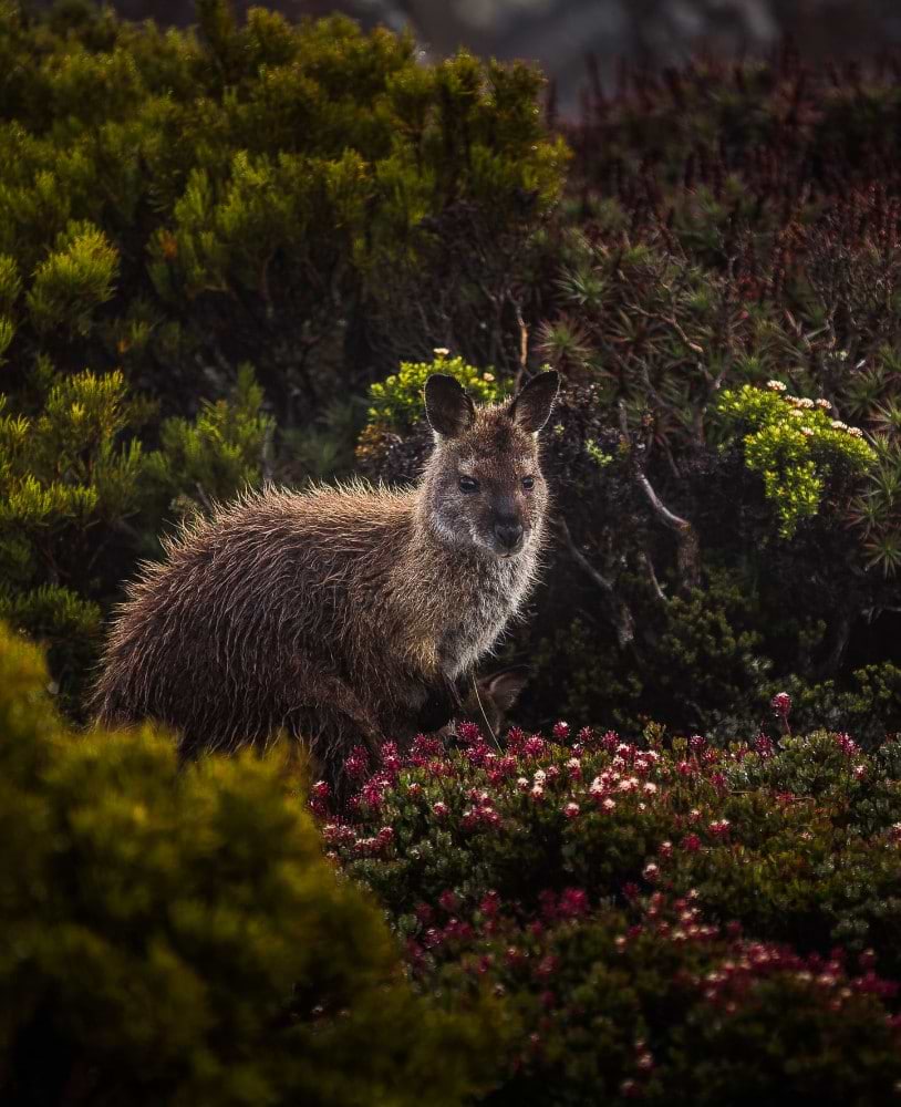 Small Kangaroo