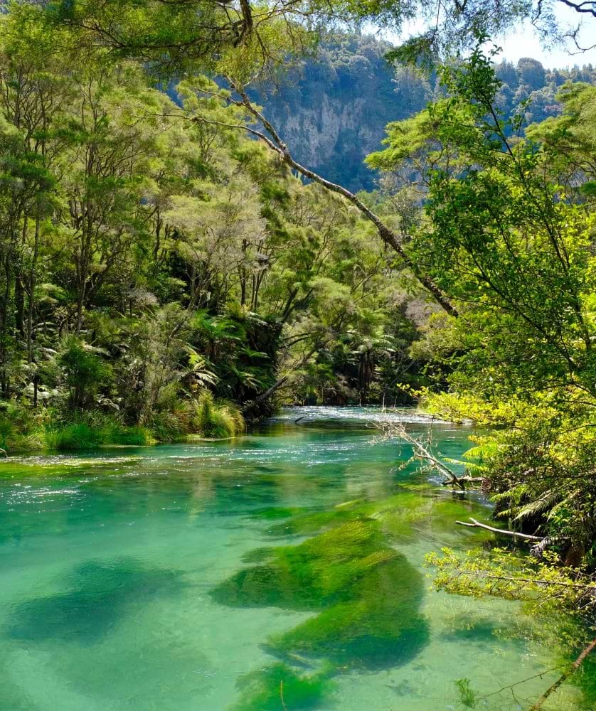 Melbourne Sydney and New Zealand - Forest with river and mountains