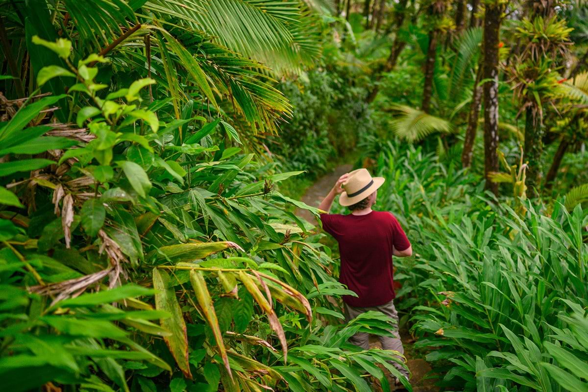 San juan Rainforest VIP tour