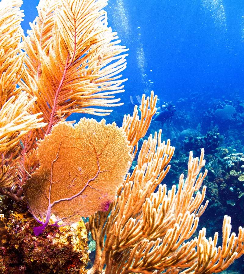 roatan itinerary